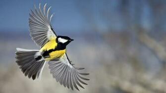 Bird Wallpaper