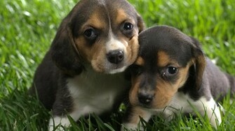 Cool Dogs Wallpaper