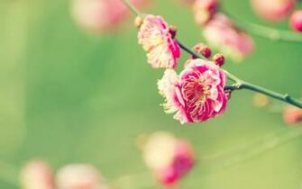 Spring Flowers HD Wallpaper