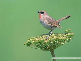 Bird Photography Vol Birds Variety Wallpaper On Branches