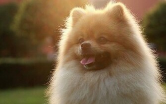 Pomeranian Puppies Puppy HD Photos HDwallpaperbackground