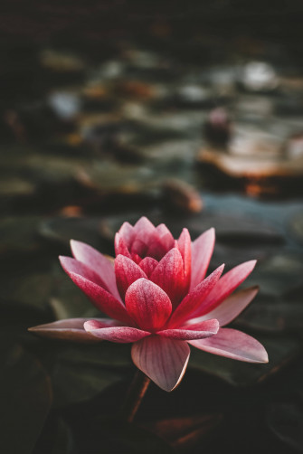 Lotus Flower 4k iPhone Wallpaper