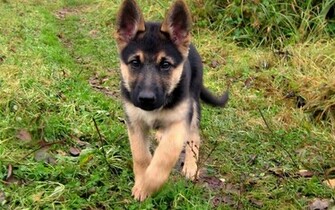 Baby German Shepherd Running Wallpaper