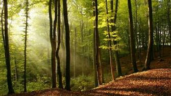 Beautiful Forest Wallpaper