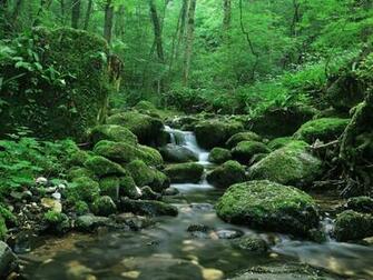Nature Wallpaper