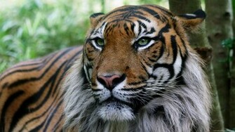 Tiger Face Wallpaper Ibackgroundwallpaper