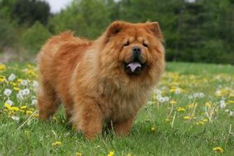 Animals Chow Dog Photos HD Wallpaper