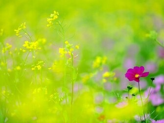 Spring Garden Wallpaper
