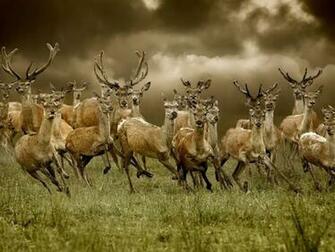 Beautiful Wallpaper Deer