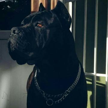 From Cane Corso Fans Dog Puppies