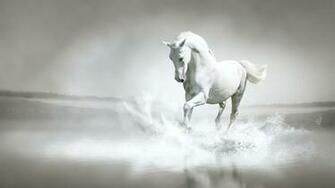 Horse High Definition Wallpaper
