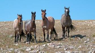Nearly Dead Horses Found On Navajo Land In Arizona