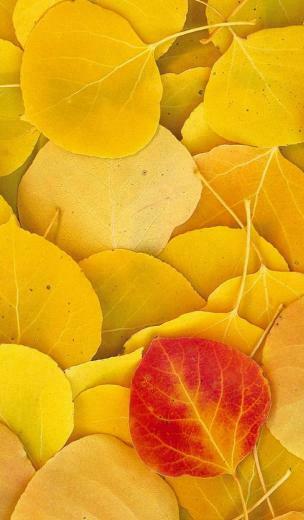 Leaf Autumn Yellow HD Wallpaper General