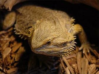 Bearded Dragon At Bird Kingdom Niagara Falls Canada
