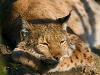 Image Lynx Wallpaper HD Album