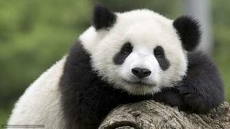 Wallpaper Teddy Bear Giant Panda