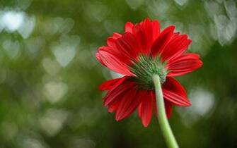Red Single Flower Hearts Background Wallpaper HD