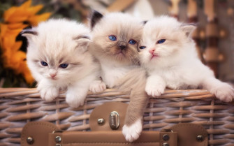 Cute Fluffy Kitten Wallpaper