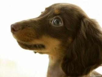 Wallpaper Animal Miniature Dachshund