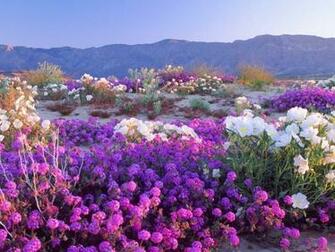 Flowers Desert California Nature Deserts HD Desktop Wallpaper