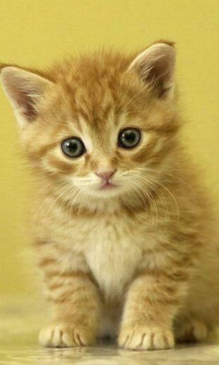 Kitten Live Wallpaper Screenshot