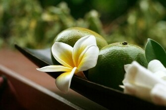 Plumeria Wallpaper