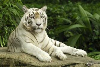 Nature Animals Wallpaper Tigers Wildlife