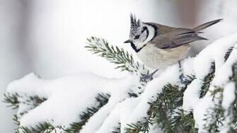 Bird Snow Birds Wallpaper Seasons Jpg