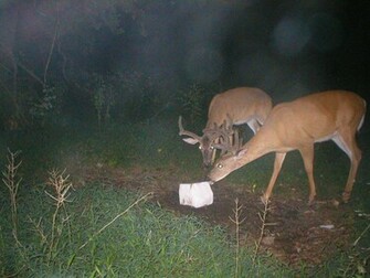 Monster Bucks