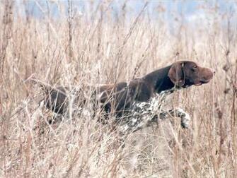 Hunting Dog Wallpaper