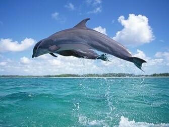 Wallpaper Animal Dolphin