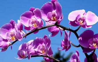 Wallpaper Orchid Flower Branch Sky Ultra HD 4k