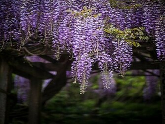 Wisteria Droplets Wallpaper HD Desktopinhq