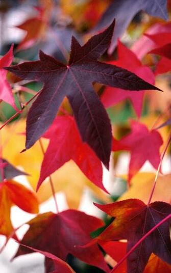 Gumdrop Leaves Below Is Shown Smaller Than The Actual Size Of X