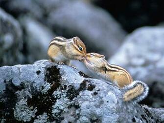 Beautiful Wallpaper Squirrels