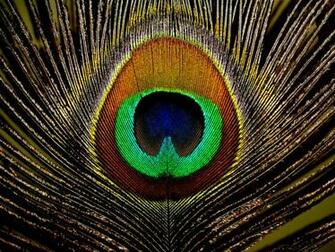 Peacock Feather Wallpaper