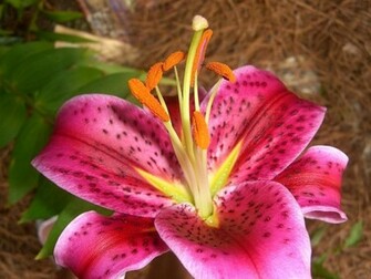 Pink Tiger Lily By Romantiquereveur
