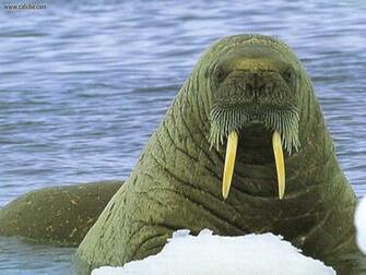 Walrus Wallpaper