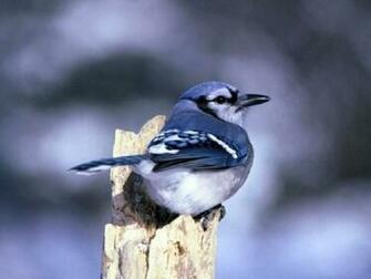 Blue Jay Bird Wallpaper