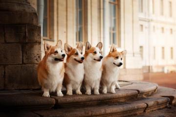Corgi HD Wallpaper