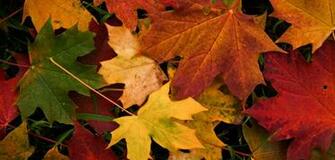 Mft Screen Wall Paper Home Search Results For