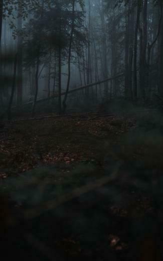 Wallpaper Forest Fog Trees Gloomy Dark
