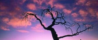 Nature Wallpaper Pictures And Desktop Background