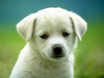 Dogs Puppy