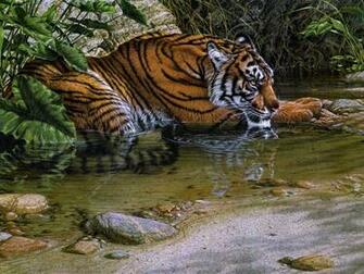 Animals From The Jungle Tiger Source Water Wallpaper HD