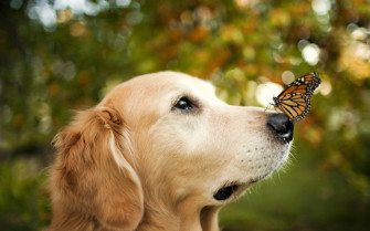 Dog Laptop Background 1080p Wallpaper Ngradio Gr