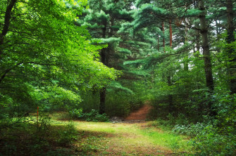 Forest Wallpaper