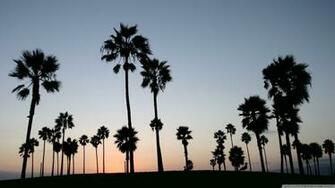 Palm Tree Wallpaper X Net