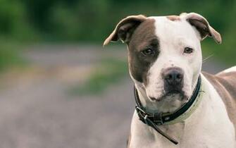 American Pit Bull Terrier HD Wallpaper Background