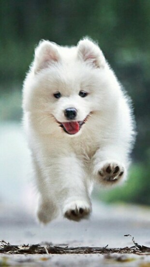 Running White Dog Wallpaper iPhone